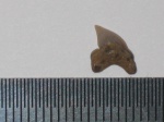 Palaeoanacorax