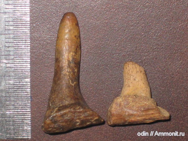 Enchodus