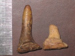 Enchodus