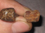 Enchodus