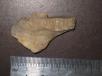 Inoceramus