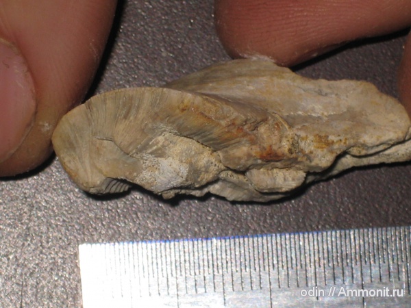 Inoceramus
