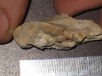 Inoceramus