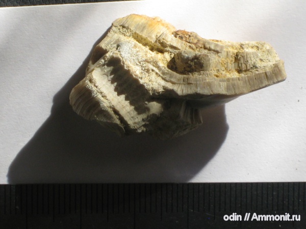 Inoceramus