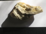 Inoceramus