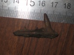 челюсть Enchodus