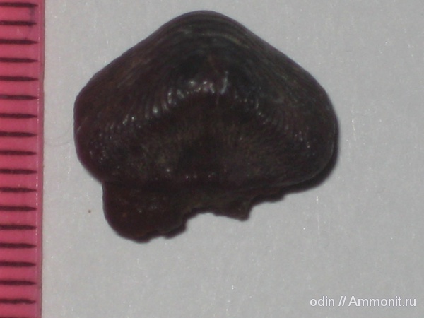 Ptychodus