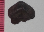 Ptychodus(сбоку)