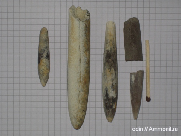 белемниты, belemnites