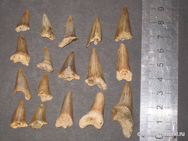 акулы, Cretoxyrhina, sharks