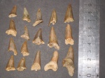 Cretoxyrhina denticulata