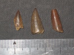 зубы костистых рыб -Protosphyraena