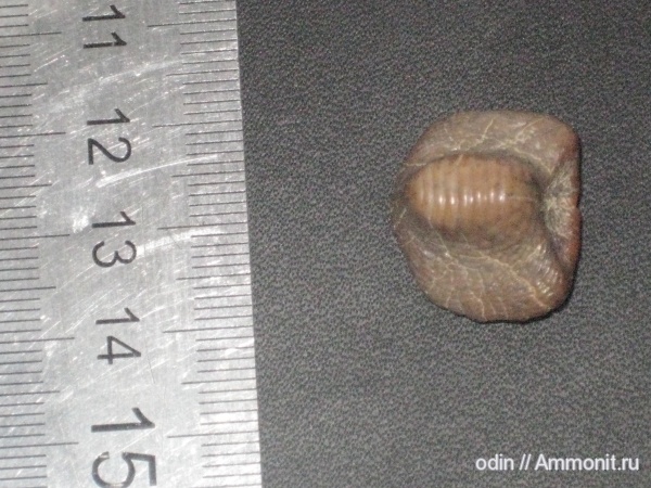 Ptychodus