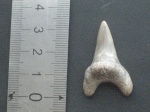 Cretoxyrhina denticulata