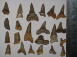 зубы акул Cretoxyrhina