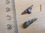 polyacrodus polyacrodus