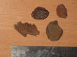 покровные пластины костистых рыб из Инаковки покровные пластины костистых рыб из Инаковки
