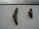 Polyacrodus и Synechodus