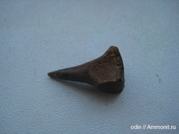Enchodus