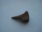 Enchodus