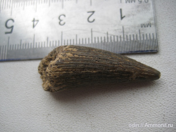 плезиозавры, плиозавры, Pliosaurus, Plesiosauria, Leptocleididae