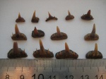 Paraorthacodus и Synechodus Paraorthacodus и Synechodus