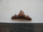 polyacrodus