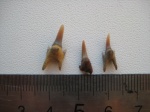 Pseudoscapanorchynchus compressidens Pseudoscapanorchynchus compressidens