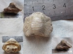 Ptychodus mammilaris Ptychodus mammilaris