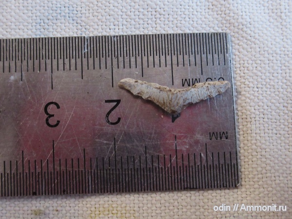 Polyacrodus