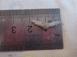 Polyacrodus