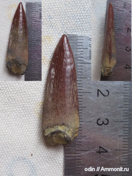 Protosphyraena
