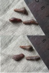 Poliacrodus Poliacrodus