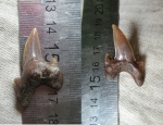 Cardabiodon Cardabiodon