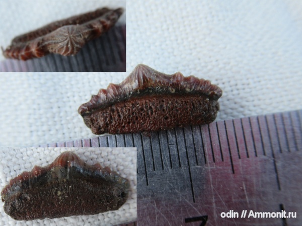 Polyacrodus