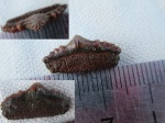 Polyacrodus Polyacrodus