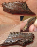 Aspidorhynchidae- фрагмент челюсти Aspidorhynchidae- фрагмент челюсти