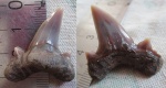 Dwardius Dwardius