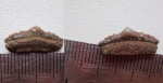 Polyacrodus Polyacrodus