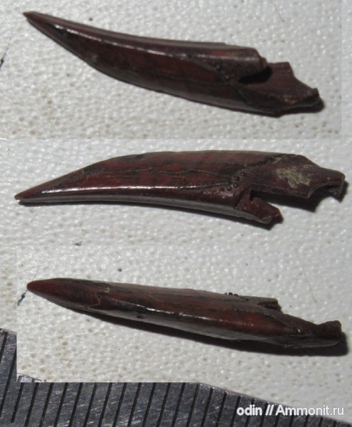 Heterodontus