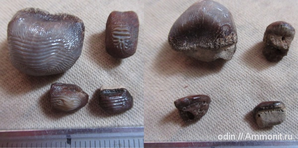 Ptychodus