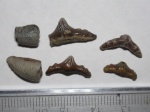 Polyacrodus Polyacrodus