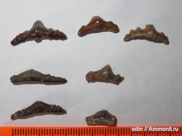 Polyacrodus