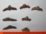 Polyacrodus Polyacrodus
