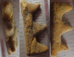 костный фрагмент(челюсть?) на определение
