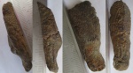 Часть ракообразного