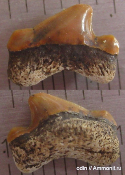 Cretoxyrhina