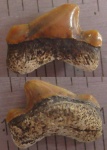 Cretoxyrhina Cretoxyrhina