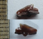 Protosqualus Protosqualus