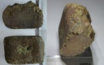 шейный позвонок эласмозаврида шейный позвонок эласмозаврида